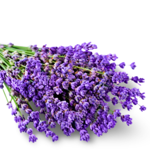 Pure Lavender Essential Oil