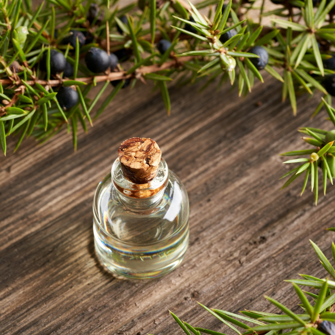 Natural Juniper Berry Essential Oil - Image 3