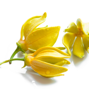 Pure Ylang Ylang Essential Oil