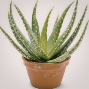 Natural Aloe Vera Carrier Oil for Skin Care