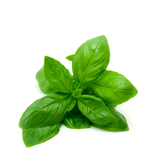 100% Pure Basil Essential Oil