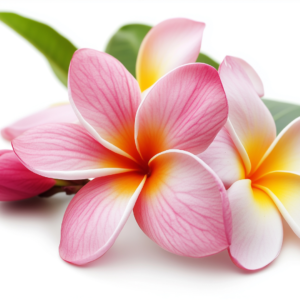 Premium Frangipani Essential Oil