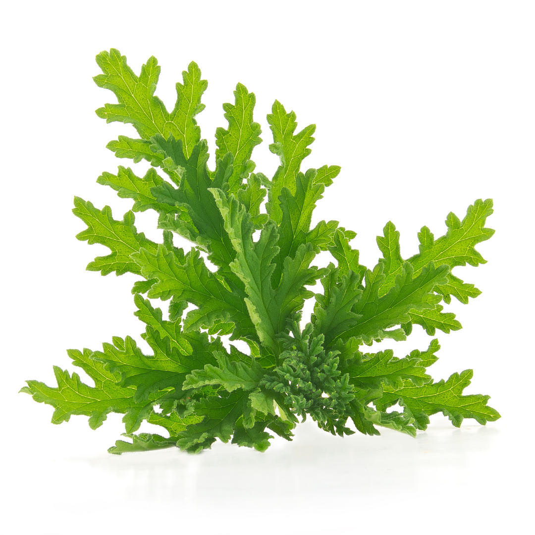 Natural Citronella Essential Oil