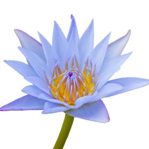 100% Pure Blue Lotus Essential Oil