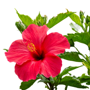 100% Pure Hibiscus Essential Oil